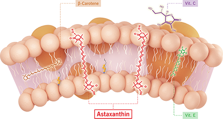 关于Astaxin虾青素的热门问题