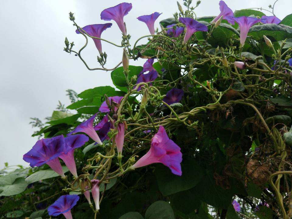 看惯了普通花色，换牵牛花试试，开盲盒般的惊喜花色