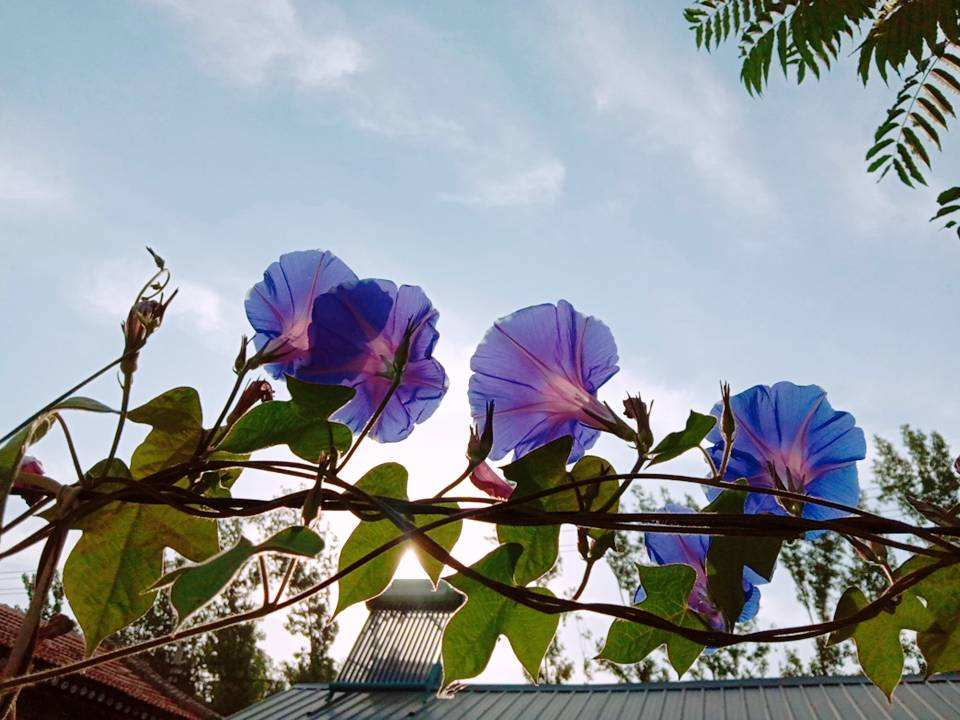 看惯了普通花色，换牵牛花试试，开盲盒般的惊喜花色