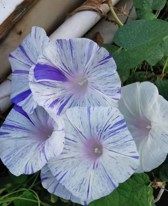 看惯了普通花色，换牵牛花试试，开盲盒般的惊喜花色